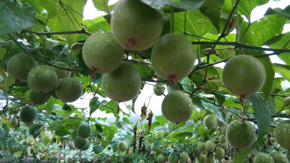 Mönchsfrucht: Luo Han Guo der beste Süßstoff der Natur?