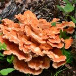 Schwefelporling - Chicken of the Woods - Pilz