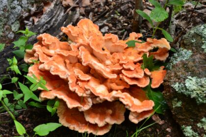 Schwefelporling - Chicken of the Woods - Pilz