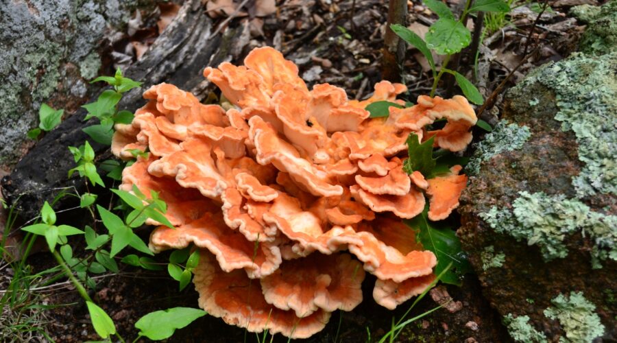 Schwefelporling - Chicken of the Woods - Pilz