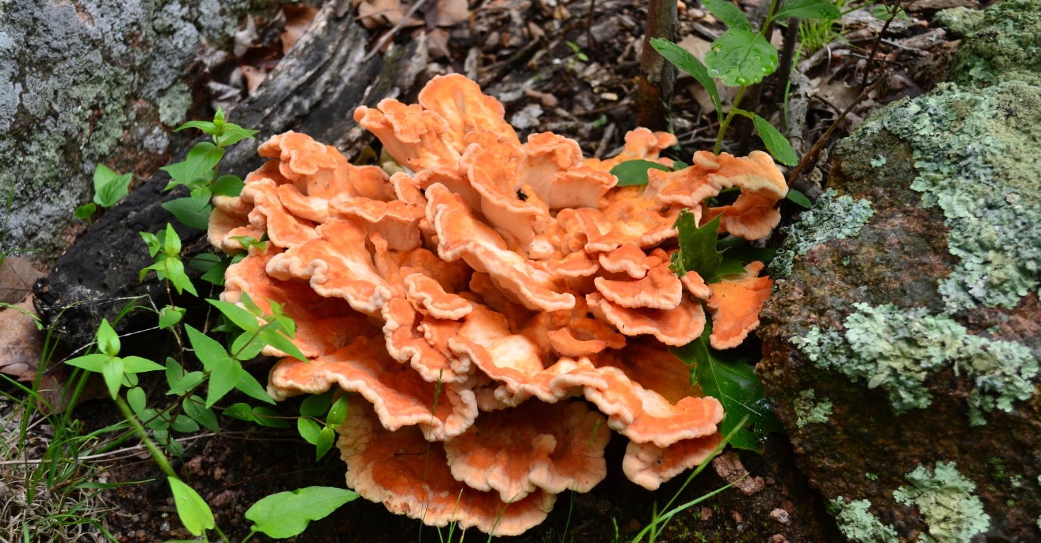 Schwefelporling - Chicken of the Woods - Pilz