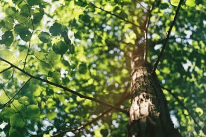 "Slippery Elm" - Vorteile und Verwendung von Ulmenrinde