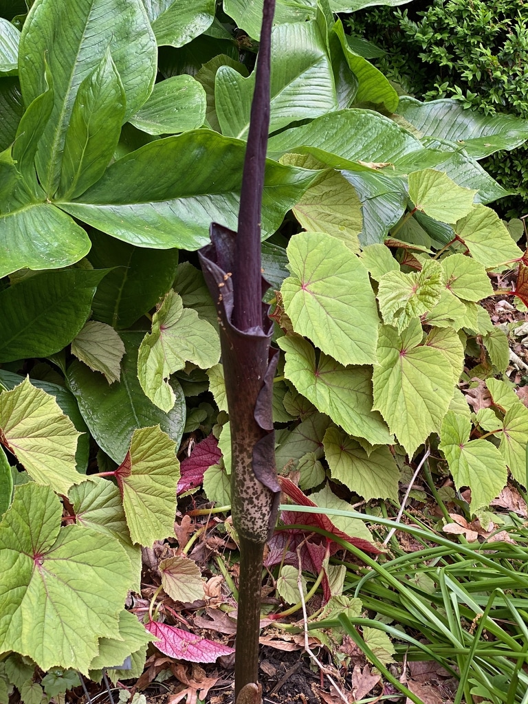 Glucomannan stammt aus der Konjakpflanze (Amorphophallus konjac), genauer gesagt aus der Wurzel der Pflanze.