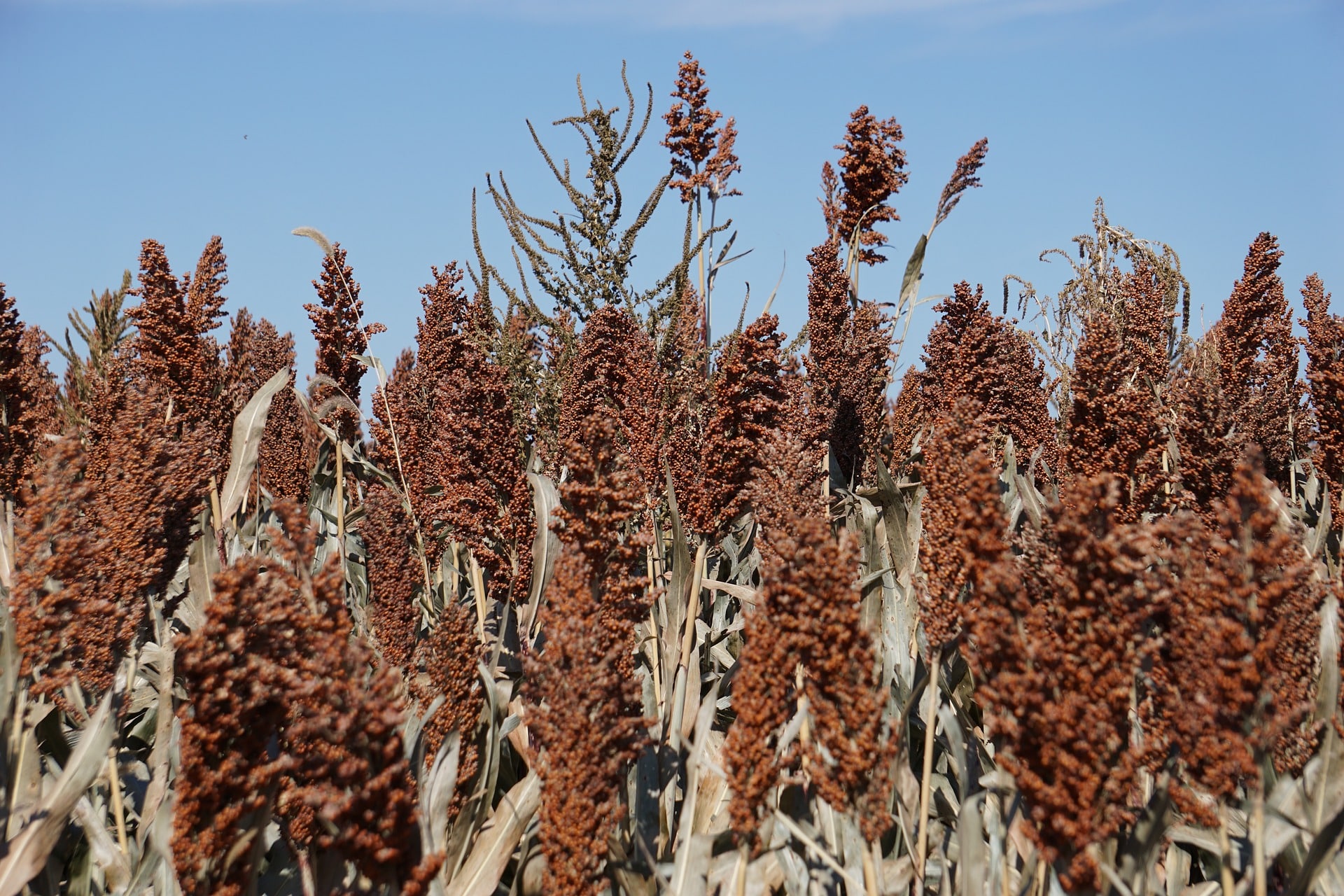 Wofür wird Sorghum verwendet? 