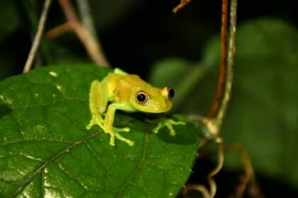 Kann eine giftige Substanz aus einem Frosch im Amazonas wirklich Depressionen lindern oder bei Sucht helfen?