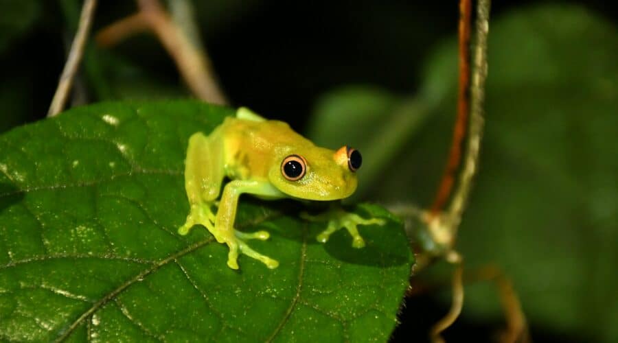 Kann eine giftige Substanz aus einem Frosch im Amazonas wirklich Depressionen lindern oder bei Sucht helfen?