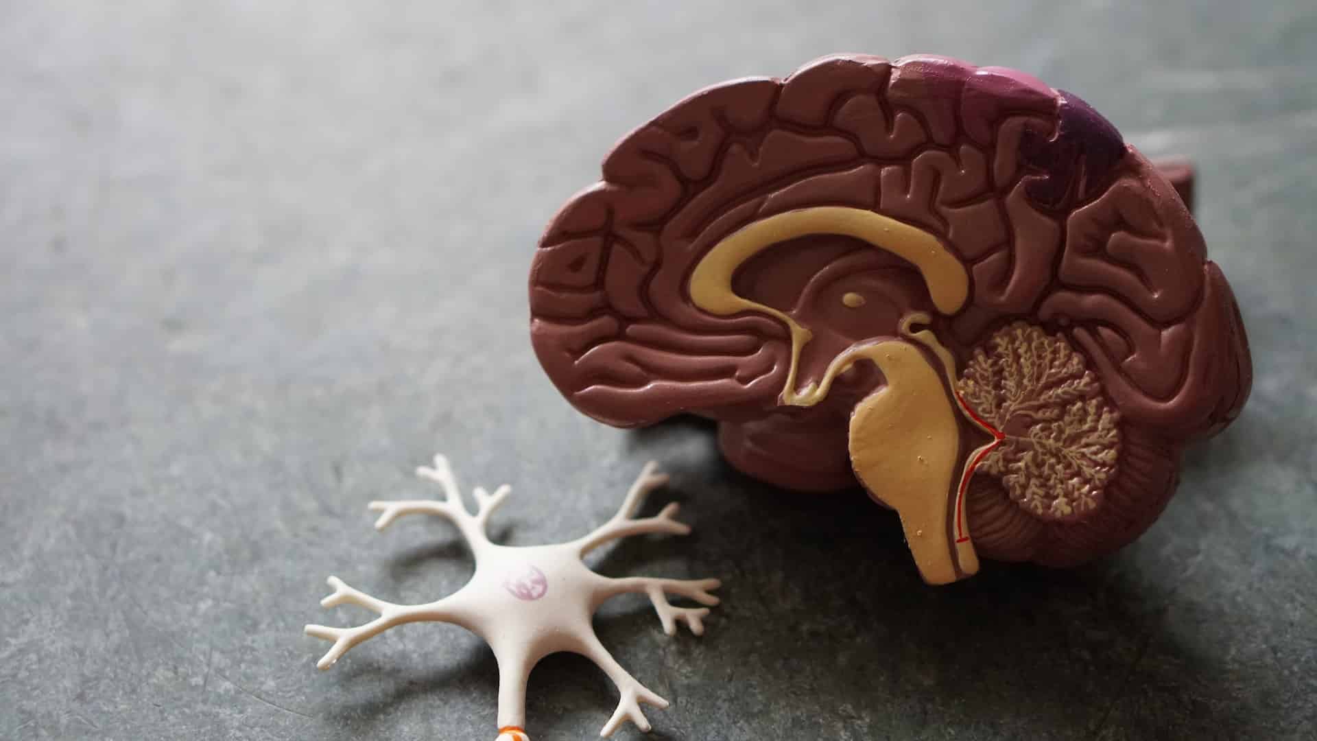Wirkung im Gehirn und binaurale Beats