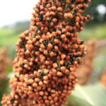 Sorghum: das ballaststoffreiche, glutenfreie Urgetreide