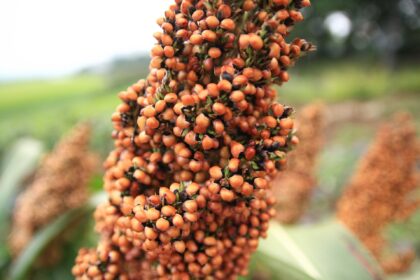 Sorghum: das ballaststoffreiche, glutenfreie Urgetreide