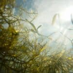 Irisches Moos: Die Wunderalge aus dem Meer