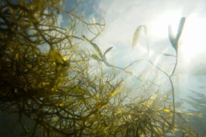 Irisches Moos: Die Wunderalge aus dem Meer