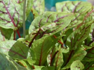 Sauerampfer: Weniger verbreitetes Blattgemüse mit großen Vorteilen