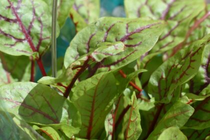 Sauerampfer: Weniger verbreitetes Blattgemüse mit großen Vorteilen