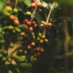 Grüner Kaffeebohnen-Extrakt Vorteile für Darm & Diät