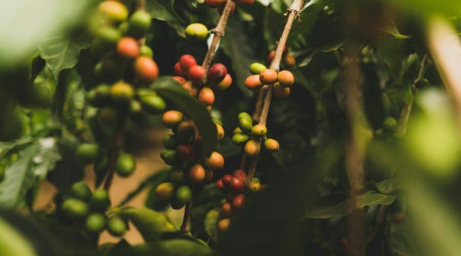 Grüner Kaffeebohnen-Extrakt Vorteile für Darm & Diät