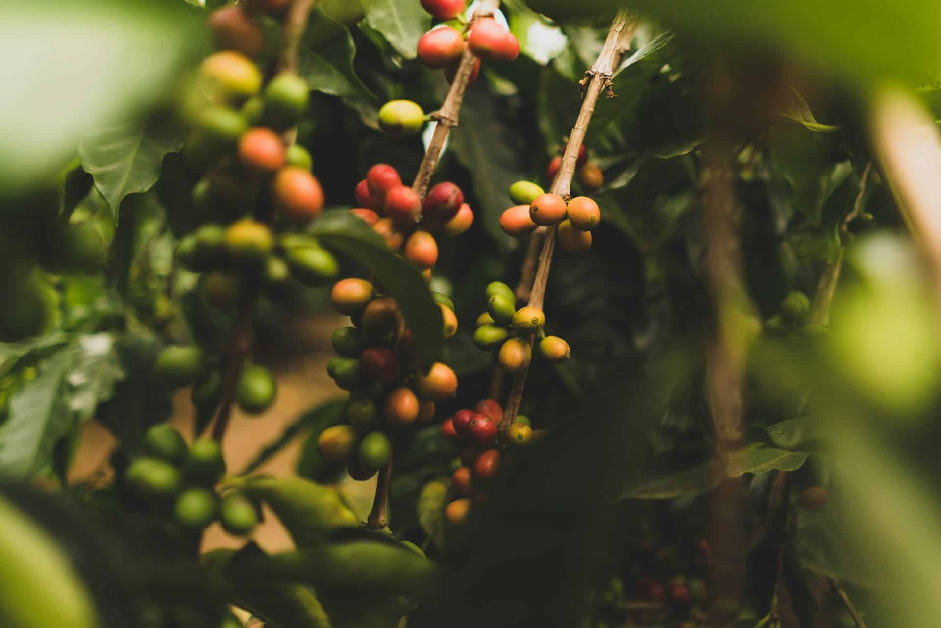 Grüner Kaffeebohnen-Extrakt Vorteile für Darm & Diät