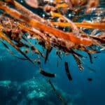 Vorteile von Rotalgen - Wirkung von roten Meeresalgen