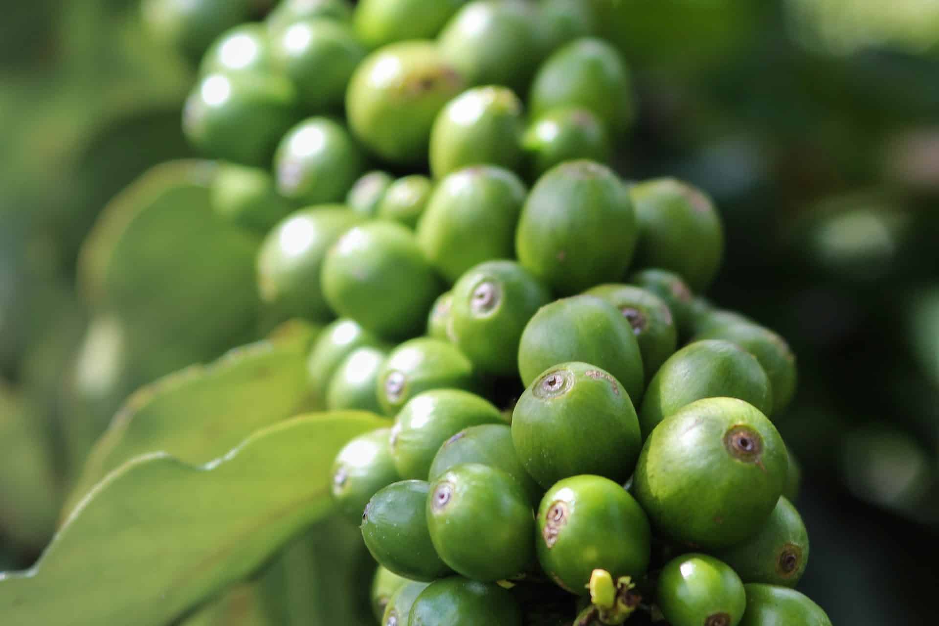 Vorteile des Extrakts aus grünen Kaffeebohnen
